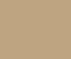 Camel 341